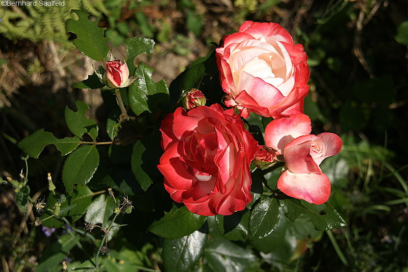 Rose Nostalgie in unserem Garten - Bernhard Saalfeld