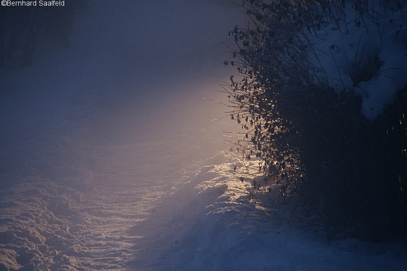 Ein Scheinwerfer beleuchtet den winterlichen Weg - Bernhard Saalfeld