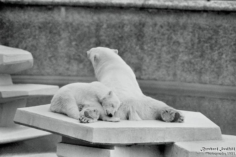 Icebear Cologne Zoo 1981 - Bernhard Saalfeld